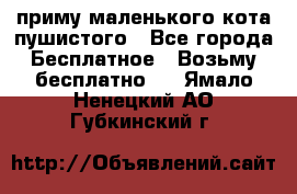 приму маленького кота пушистого - Все города Бесплатное » Возьму бесплатно   . Ямало-Ненецкий АО,Губкинский г.